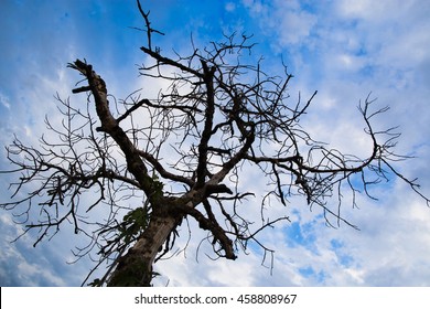 Dead Fig Tree After A Drought On A Background Of Blue Sky.