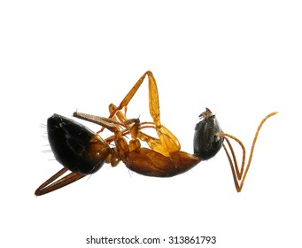 Dead Fire Ant (Solenopsis) Isolated On A White Background. Macro