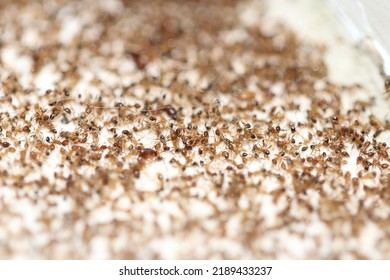 Dead Fire Ants Lying In A Pile On A Tiled Floor In A Florida Bathroom. The Fire Ants Have Designated This As Their Ant Cemetery Where Colonies Can Have 100,000 Ants And More.