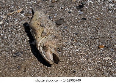 Dead Fish Along The Shores Of Lake Erie In Ohio, USA.