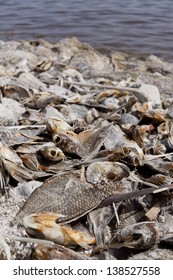 Dead Fish By Salton Sea