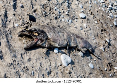 1,242 Rotting Carcass Images, Stock Photos & Vectors | Shutterstock