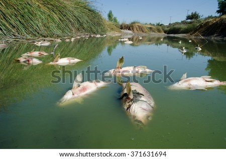 Dead fish (carp) float to the surface of the water in this polluted channel.  