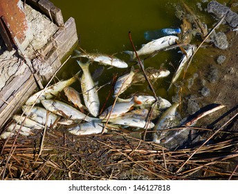 Dead Fish In Dirty Water