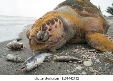 Dead Fish And An Endangered Loggerhead Turtle Due To Polluted Water From Agriculture Runoff. 