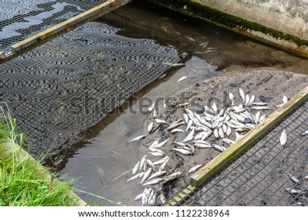 Dead fish in farm, ecological disaster in trout farming