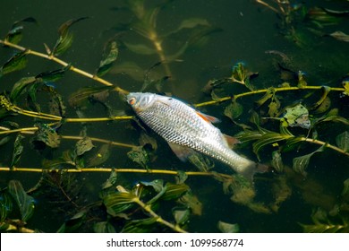 Dead fish float on the surface of the water among the river algae. Dead roach in the river (Rutilus rutilus)