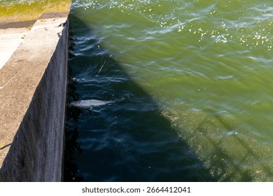 Dead fish float on the surface of the water in a lake. Mietkow Poland