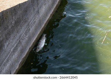 Dead fish float on the surface of the water in a lake. Mietkow Poland