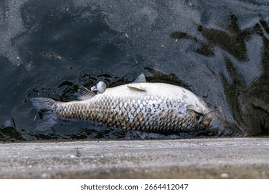 Dead fish float on the surface of the water in a lake. Mietkow Poland