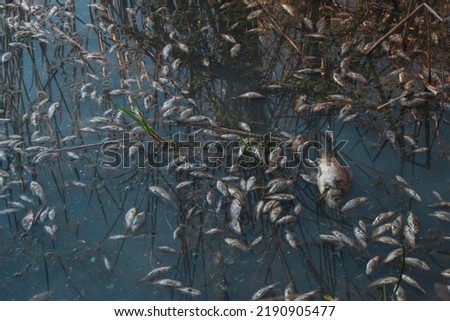 Dead fish float to the surface of the water in a contaminated channel. Because of the warming, the fish began to die. Toxically polluted water contaminated with chemical poison