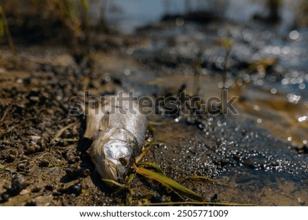 Dead fish float to the surface of the water in this polluted canal. Due to global warming, the fish have begun to die. Ecological disaster. Climate change. Water pollution.