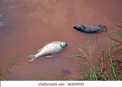 Dead Fish Floated In The Dark Water, Water Pollution