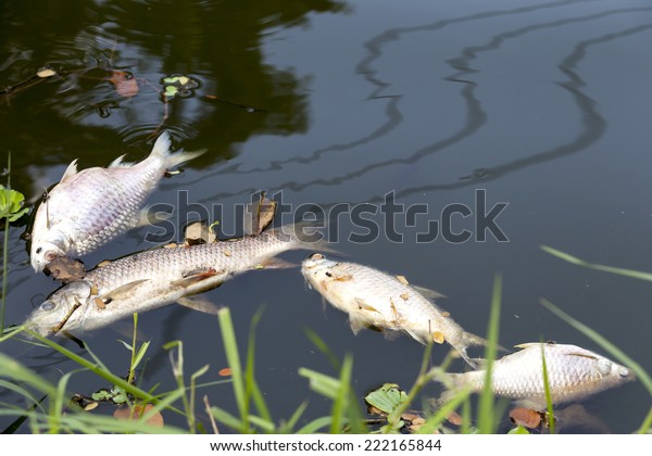 dead fish floated in  the dark water, water pollution\
(Please see my footage of this photo at \
http://www.shutterstock.com/video/video.html?id=11902721\
)
