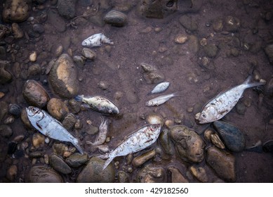 Dead Fish Floated Near The River, Water Pollution.