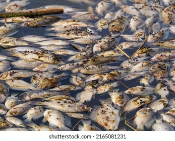 Dead Fish Floated On Surface Of Toxic Polluted Contaminated Chemical Poison Water