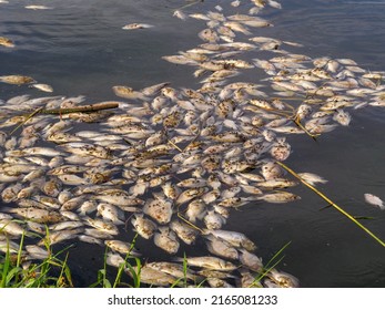 Dead Fish Floated On Surface Of Toxic Polluted Contaminated Chemical Poison Water