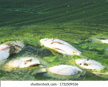 Dead Fish Floating In Algae Bloom.Water Pollution 