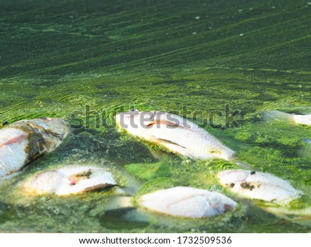Dead fish floating in algae bloom.Water pollution 