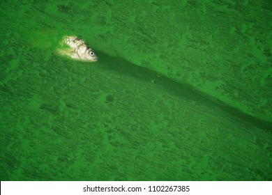 Dead Fish Floating In Green Algae Lake              