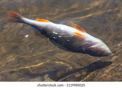 Dead Fish Floating On The Surface Of The Water