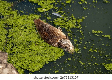 A dead fish floating on the surface of a pond covered with green algae. The image captures the effects of water pollution and environmental challenges in aquatic ecosystems.