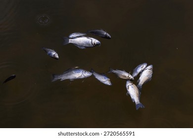 Dead fish floating on surface of dark water, an unsettling image of water pollution and environmental disaster from industrial discharge.
