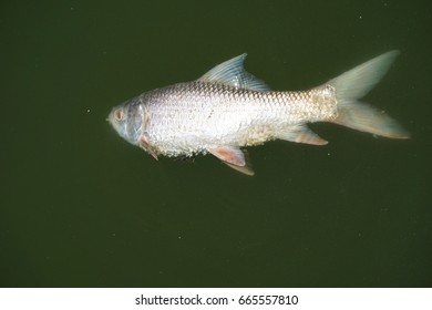 Dead fish floating on the surface.