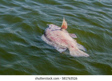 Dead Fish Floating On The Water