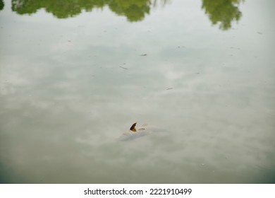 Dead Fish Floating In A Swamp Because Of Pollution