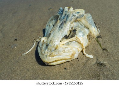 Dead Fish Head Skeleton On The Sandy Beach.