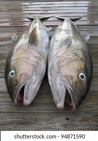 Dead Fish, Islamorada, Florida, USA