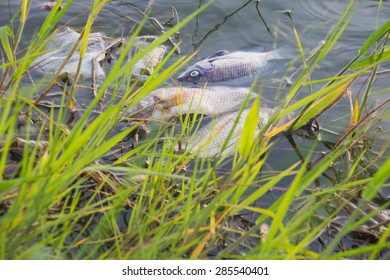 Dead Fish In The Lake
