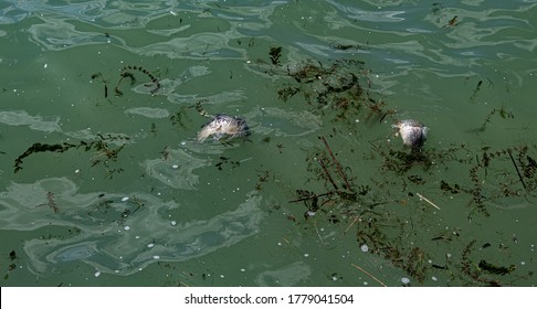 dead fish in the lake; the climate change and pollution disaster; the imbalance of the natural aquatic ecosystem; viral biohazard, destruction and contamination of natural habitat; toxic infection - Shutterstock ID 1779041504