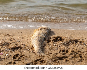 A Dead Fish Lying On The Sand Next To The Water. Shoreline Of A Small Lake. Dead Wild Animal In The Nature. The Cause Of Death Is Not Known. Could Be The Climate Change And Higher Temperatures.