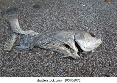 Dead Fish Lying On The Shore Of Lake Erie