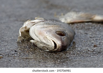 Dead Fish Lying On The Shore Of Lake Erie