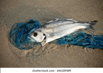 Dead Fish Lying On The Shore Entangled In A Plastic Bag