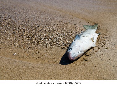 7,326 Dying fish Images, Stock Photos & Vectors | Shutterstock