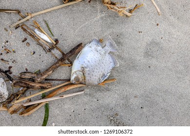 Dead Fish On Beach Stock Photo 1269106372 | Shutterstock