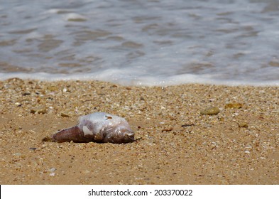 Dead Fish On The Beach 