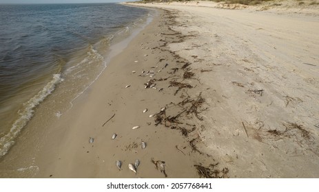 Dead Fish On A Beach After Red Tide On The Gulf Coast Of Florida