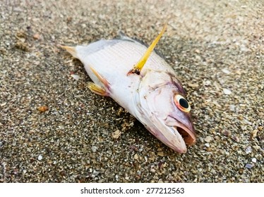 Dead Fish On The Beach. Water Pollution Concept