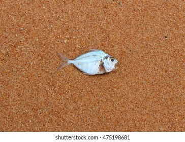 13,888 Dead Fish On The Beach Images, Stock Photos & Vectors | Shutterstock