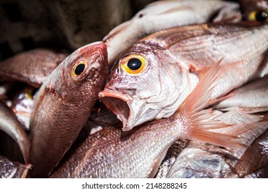 Dead Fish On The Deck Of A Fishing Trawler