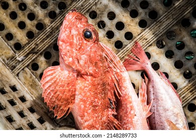 Dead Fish On The Deck Of A Fishing Trawler