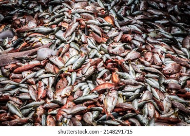 Dead Fish On The Deck Of A Fishing Trawler