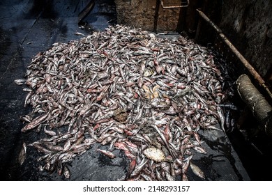 Dead Fish On The Deck Of A Fishing Trawler