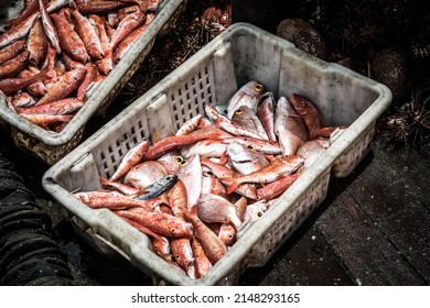 Dead Fish On The Deck Of A Fishing Trawler