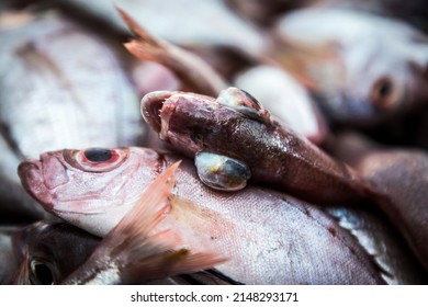 Dead Fish On The Deck Of A Fishing Trawler